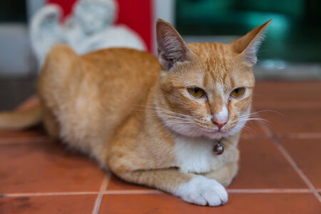 Young ginger cat, Natureの写真素材