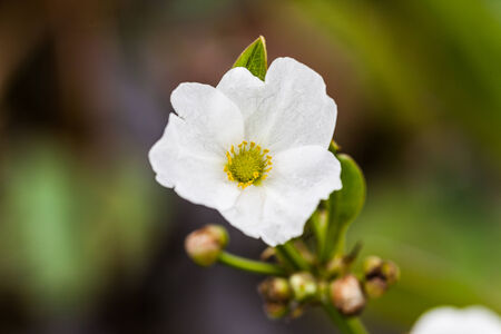 White flowers, Natureの写真素材