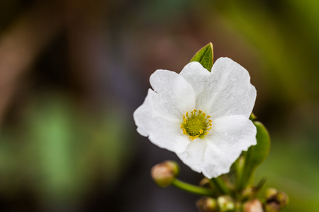 White flowers, Natureの写真素材