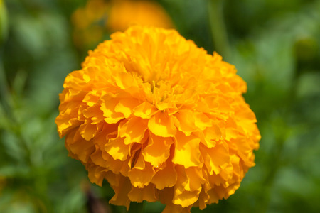 Marigolds (Tagetes erecta, Mexican marigold, Aztec marigold, African marigold) in the gardenの写真素材