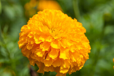 Marigolds (Tagetes erecta, Mexican marigold, Aztec marigold, African marigold) in the gardenの写真素材