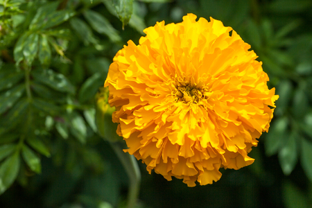Marigolds (Tagetes erecta, Mexican marigold, Aztec marigold, African marigold) in the gardenの写真素材