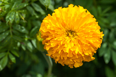 Marigolds (Tagetes erecta, Mexican marigold, Aztec marigold, African marigold) in the gardenの写真素材