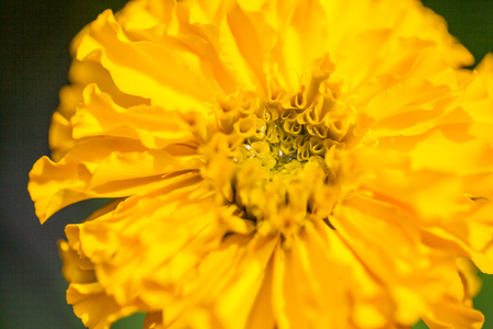 Marigolds (Tagetes erecta, Mexican marigold, Aztec marigold, African marigold) in the gardenの写真素材