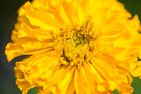 Marigolds (Tagetes erecta, Mexican marigold, Aztec marigold, African marigold) in the gardenの写真素材