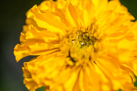 Marigolds (Tagetes erecta, Mexican marigold, Aztec marigold, African marigold) in the gardenの写真素材