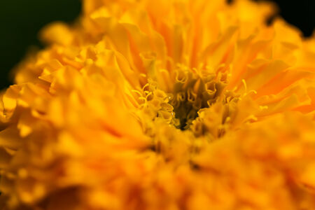 Marigold in the garden ,natureの写真素材