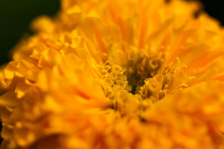 Marigold in the garden ,natureの写真素材