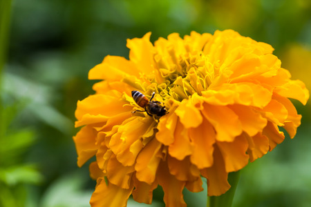 Marigold in the garden ,natureの写真素材
