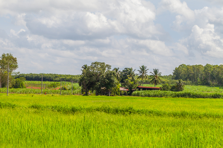 Rice field green grass blue sky with cloud landscape backgroundの写真素材