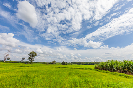 Rice field green grass blue sky with cloud landscape backgroundの写真素材