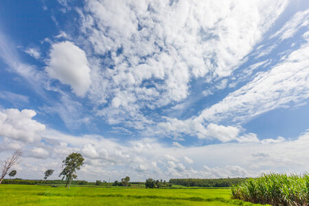 Rice field green grass blue sky with cloud landscape backgroundの写真素材