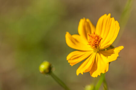background with beautiful yellow flowersの写真素材