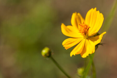 background with beautiful yellow flowersの写真素材