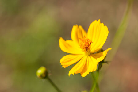 background with beautiful yellow flowersの写真素材