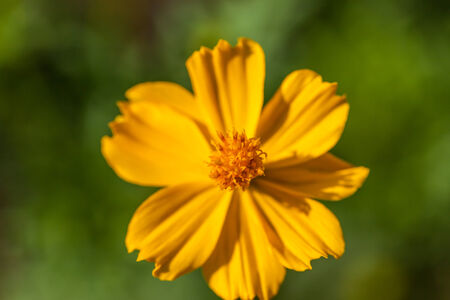 background with beautiful yellow flowersの写真素材