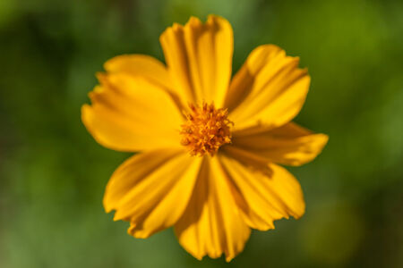 background with beautiful yellow flowersの写真素材