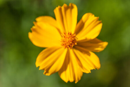 background with beautiful yellow flowersの写真素材