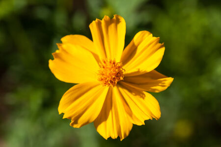 background with beautiful yellow flowersの写真素材