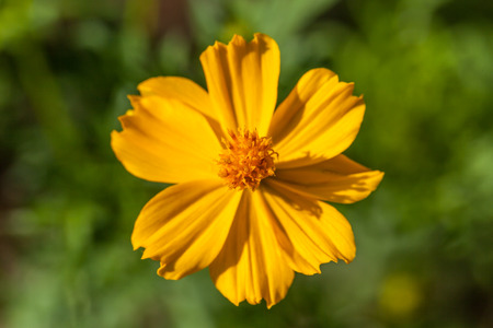 background with beautiful yellow flowersの写真素材