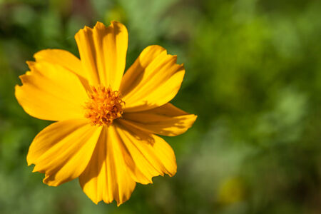 background with beautiful yellow flowersの写真素材