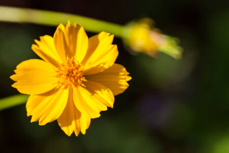 background with beautiful yellow flowersの写真素材