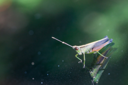 Grasshopper perching on a mirror, natureの写真素材