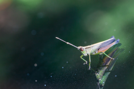 Grasshopper perching on a mirror, natureの写真素材