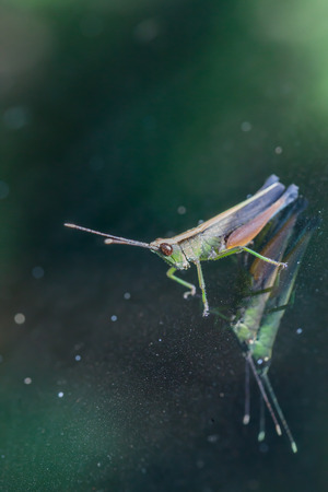 Grasshopper perching on a mirror, natureの写真素材
