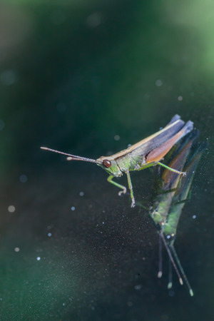 Grasshopper perching on a mirror, natureの写真素材