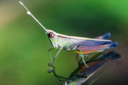 Grasshopper perching on a mirror, natureの写真素材