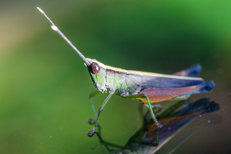 Grasshopper perching on a mirror, natureの写真素材