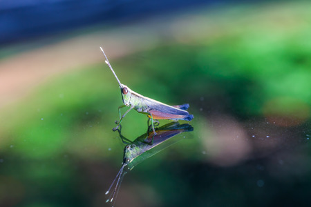 Grasshopper perching on a mirror, natureの写真素材