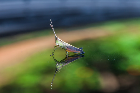 Grasshopper perching on a mirror, natureの写真素材