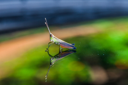 Grasshopper perching on a mirror, natureの写真素材