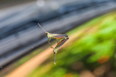 Grasshopper perching on a mirror, natureの写真素材