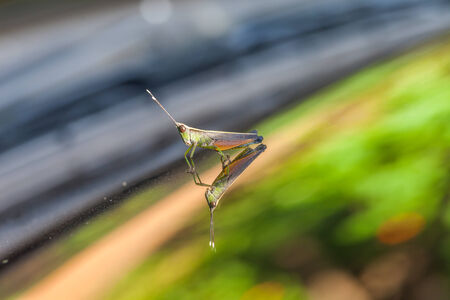 Grasshopper perching on a mirror, natureの写真素材