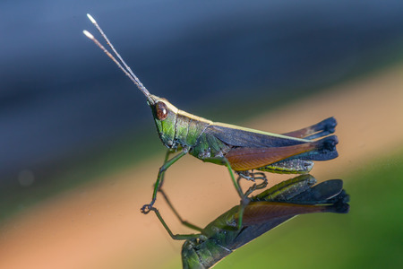 Grasshopper perching on a mirror, natureの写真素材