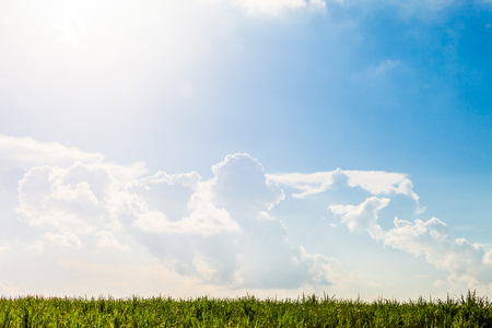 Green field under blue sky. nature backgroundの写真素材