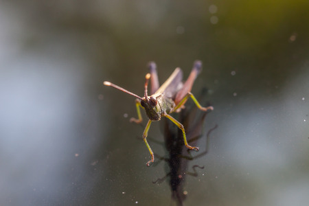 Grasshopper perching on a mirror, natureの写真素材