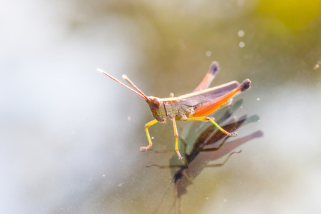 Grasshopper perching on a mirror, natureの写真素材