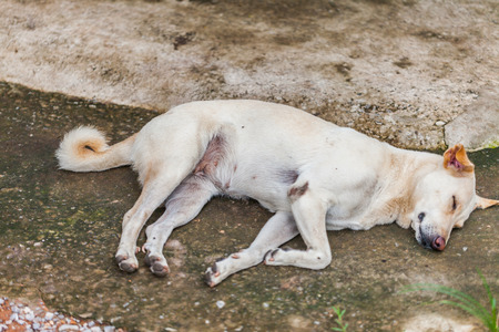 Lonely homeless dog sleeping on the sidewalkの写真素材
