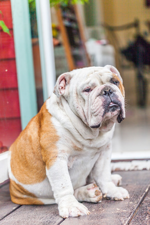 old english bulldog sitting the front of the doorの写真素材