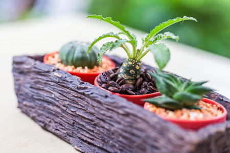 Small cactus in flower pots with cofee bean ,Natureの写真素材