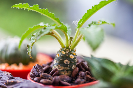 Small cactus in flower pots with cofee bean ,Natureの写真素材