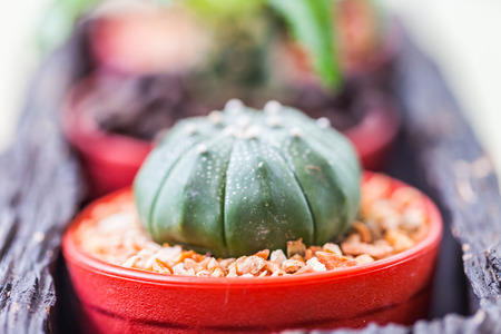 Small cactus in flower pots with cofee bean ,Natureの写真素材