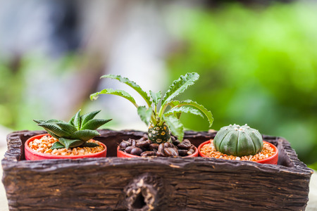Small cactus in flower pots with cofee bean ,Natureの写真素材