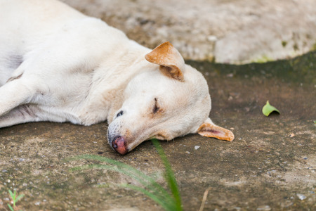 Lonely homeless dog sleeping on the sidewalkの写真素材