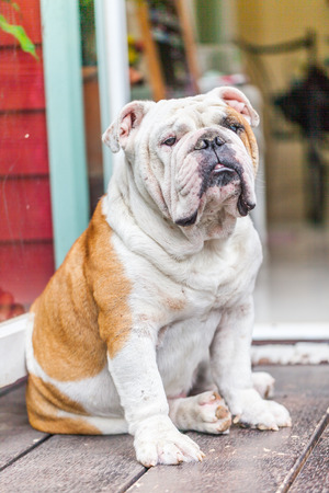 old english bulldog sitting the front of the doorの写真素材