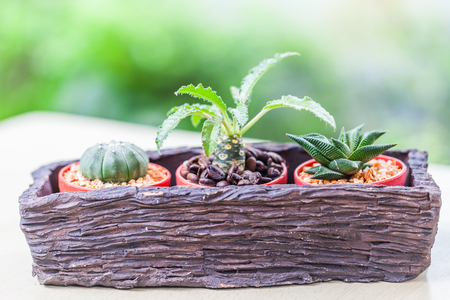 Small cactus in flower pots with cofee bean ,Natureの写真素材